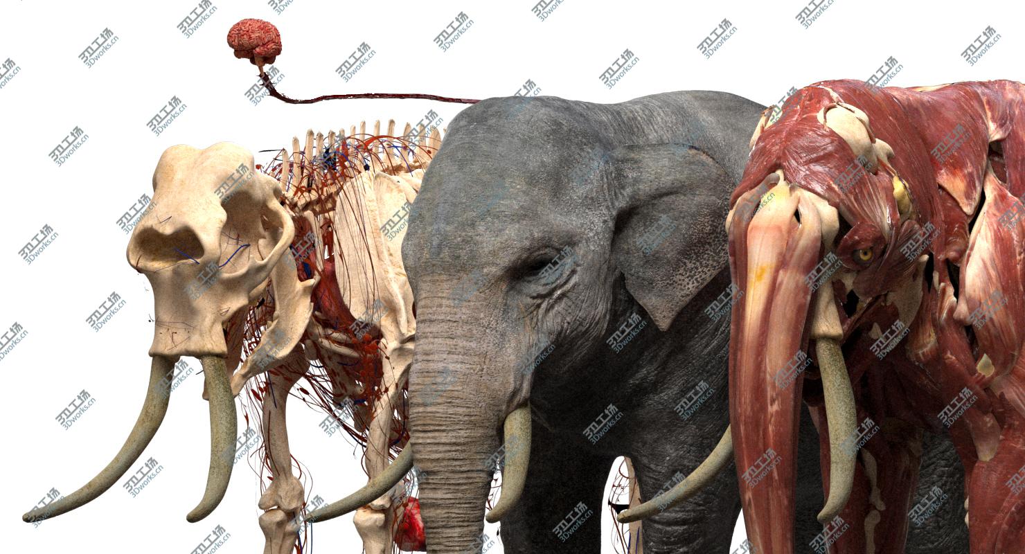 images/goods_img/202104093/Asian Elephant Anatomy 3D model/5.jpg